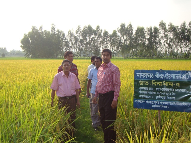 TLS Seed production of Binadhan-7 at Mithapukur, Rangpur