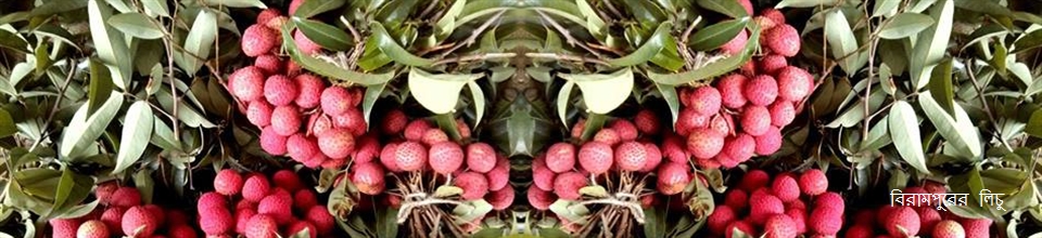 বিরামপুরের লিচু