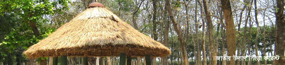 সিংড়া ফরেস্ট