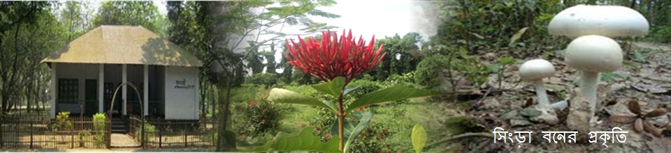 সিংড়া জাতীয় উদ্যান- এক বর্ণময় সবুজের হাতছানি