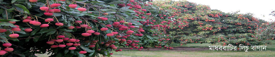 মাধববাটির লিচু বাগান