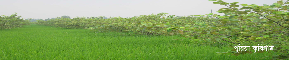 পুরিয়া কৃষিগ্রাম
