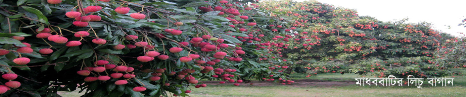 মাধববাটী’র লিচু বাগান