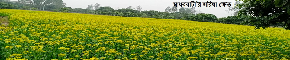 মাধববাটীর শরিষা ক্ষেত