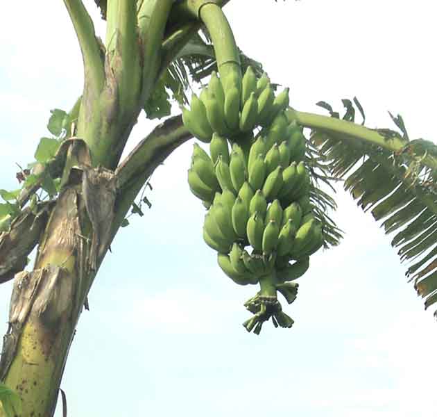 স্বাস্থ্য