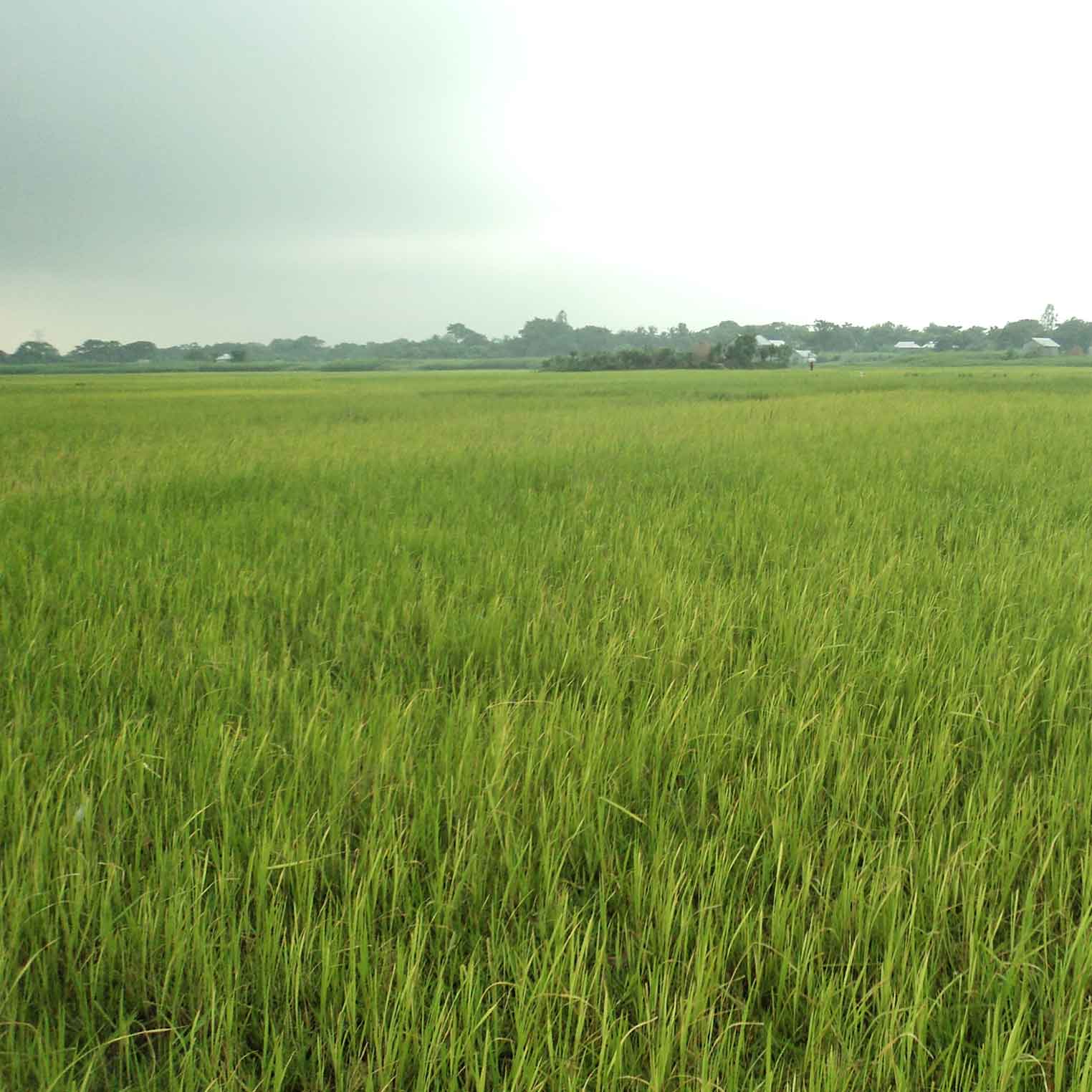 কৃষিওপ্রাণিসম্পদ