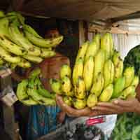 কৃষি ও প্রাণিসম্পদ