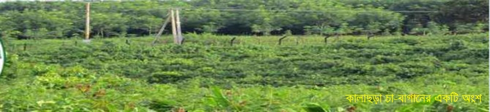 ঐতিহাসিক কালাছড়া চা বাগান