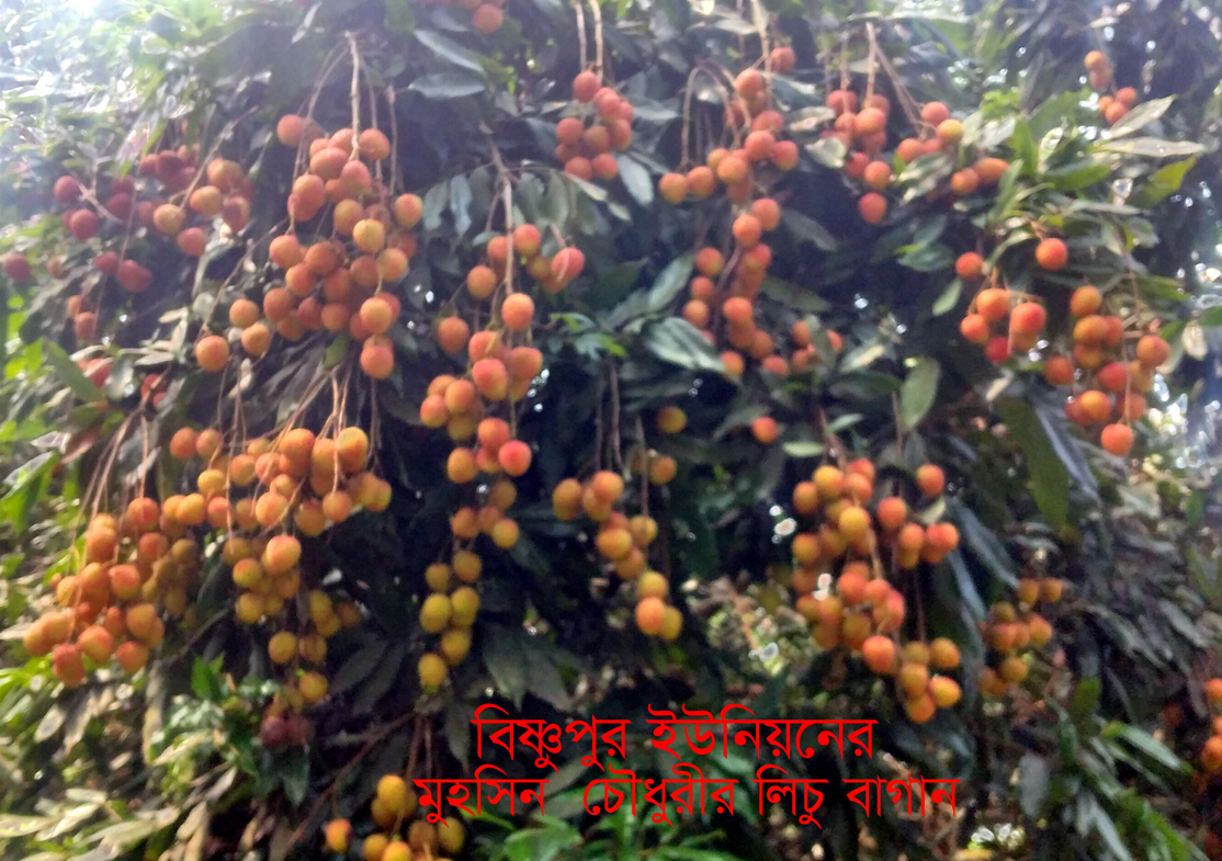 ব্রাহ্মণবাড়িয়া জেলার বিজয়নগর উপজেলার বিষ্ণুপুর ইউনিয়নের লিচু বাগান