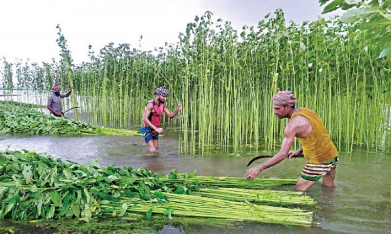 ব্যানার
