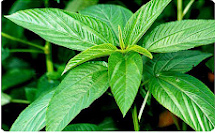 বিজেআরআই জাত/প্রযুক্তি সমুহ