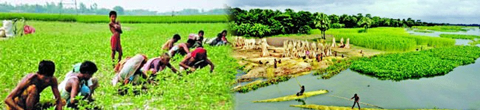 প্রদর্শণী ও মাঠ দিবসের চিত্র
