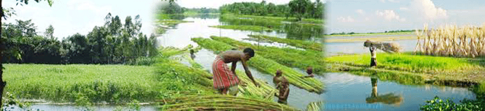পাট গাছ১২