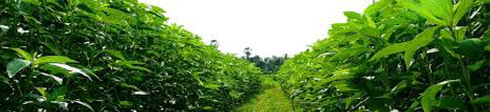 পাট গাছ২