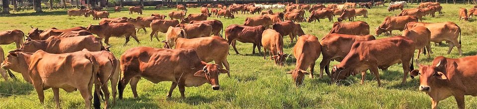 রেড চিটাগাং ক্যাটেল