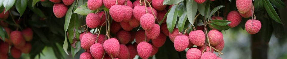 লিচু