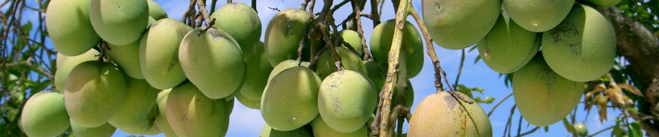 আম