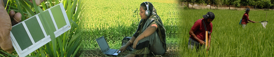 ডিজিটাল পদ্ধতিতে ফসল উৎপাদন