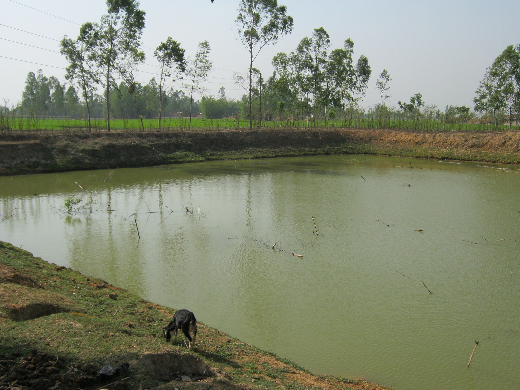 After Pond Re-excavation