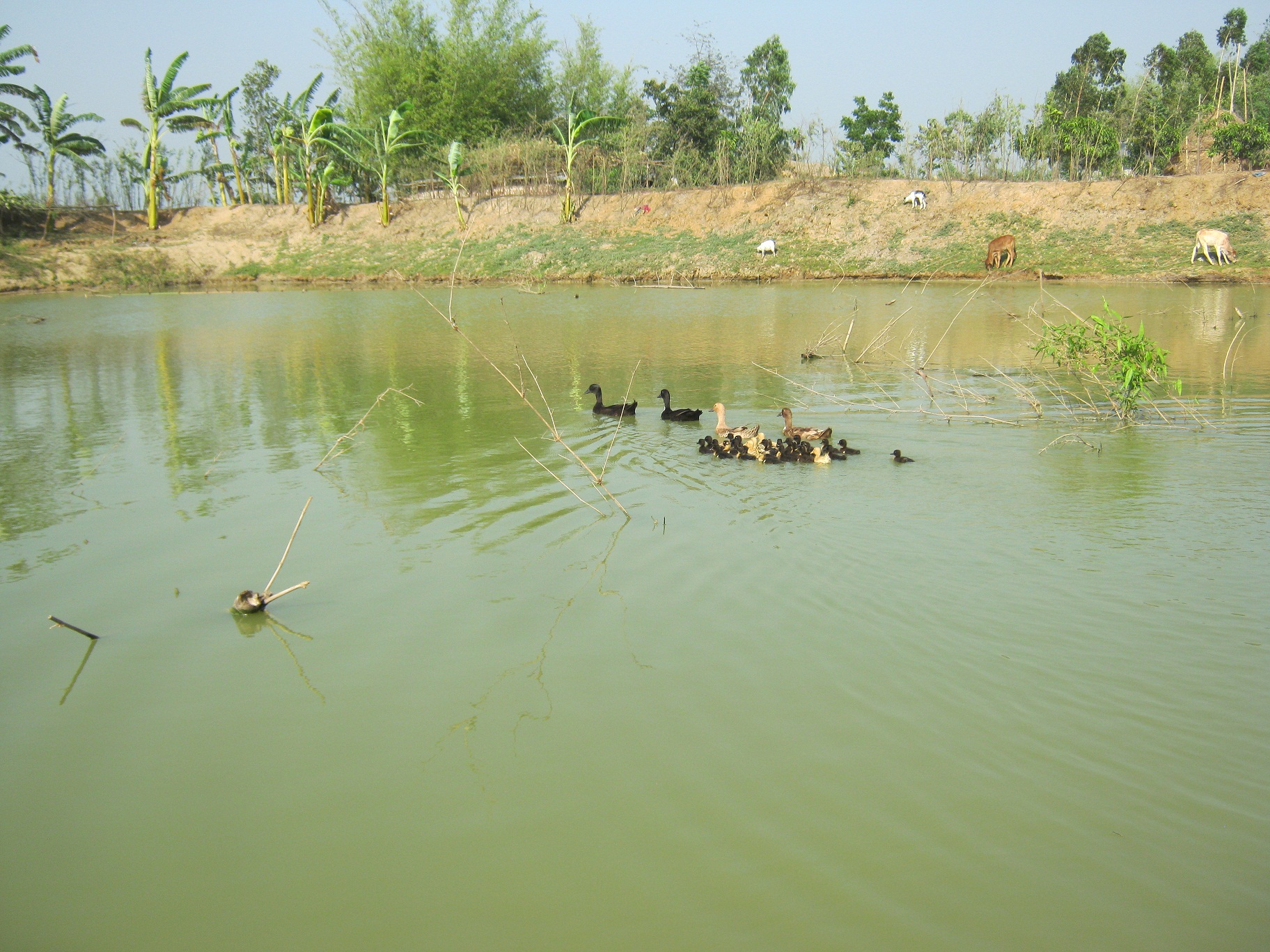 After Pond Re-excavation