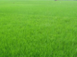 সেবাসমূহ