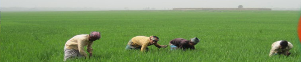 শস্য শ্যামলা ধানের মাঠ