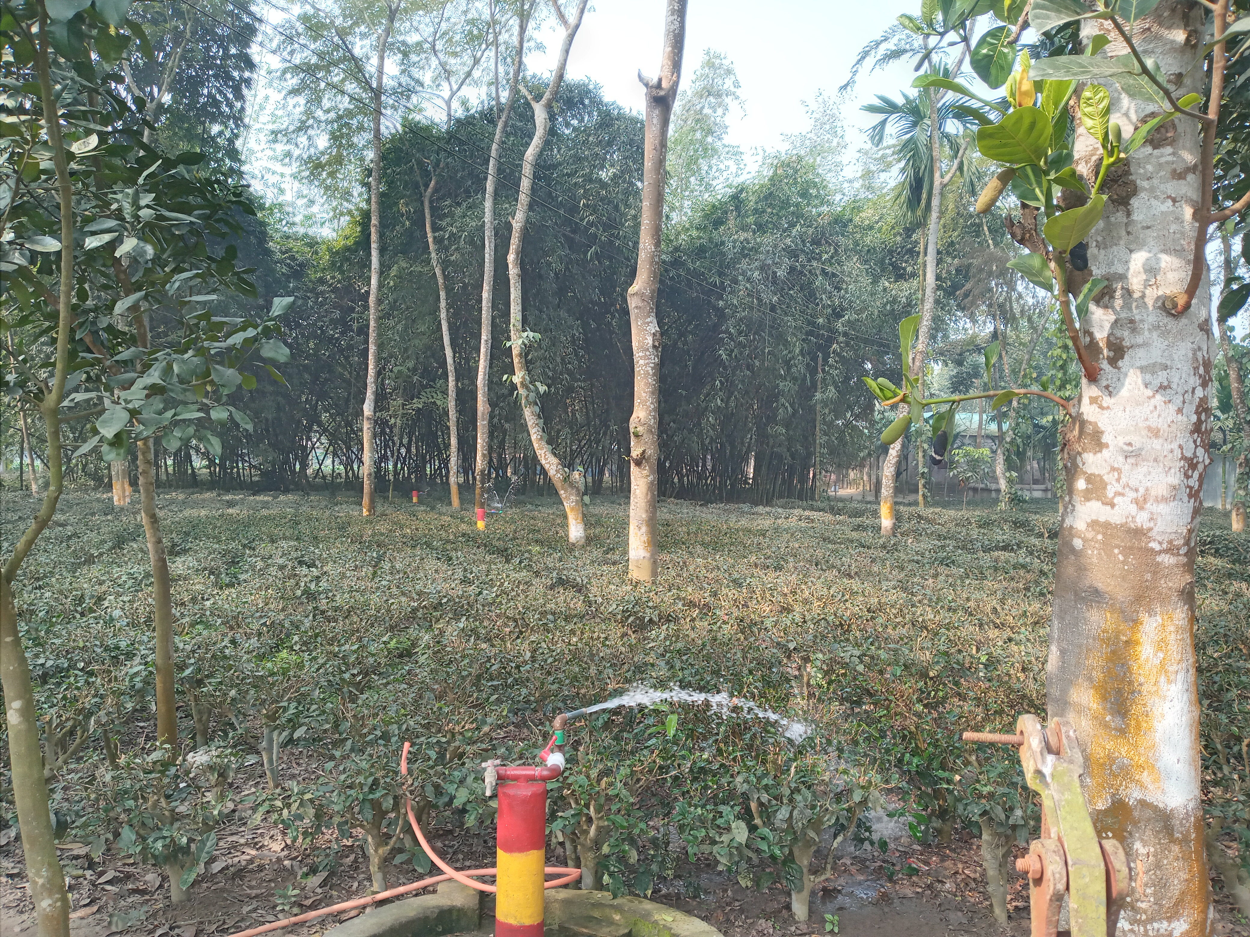 পাতকুয়ার সাইট