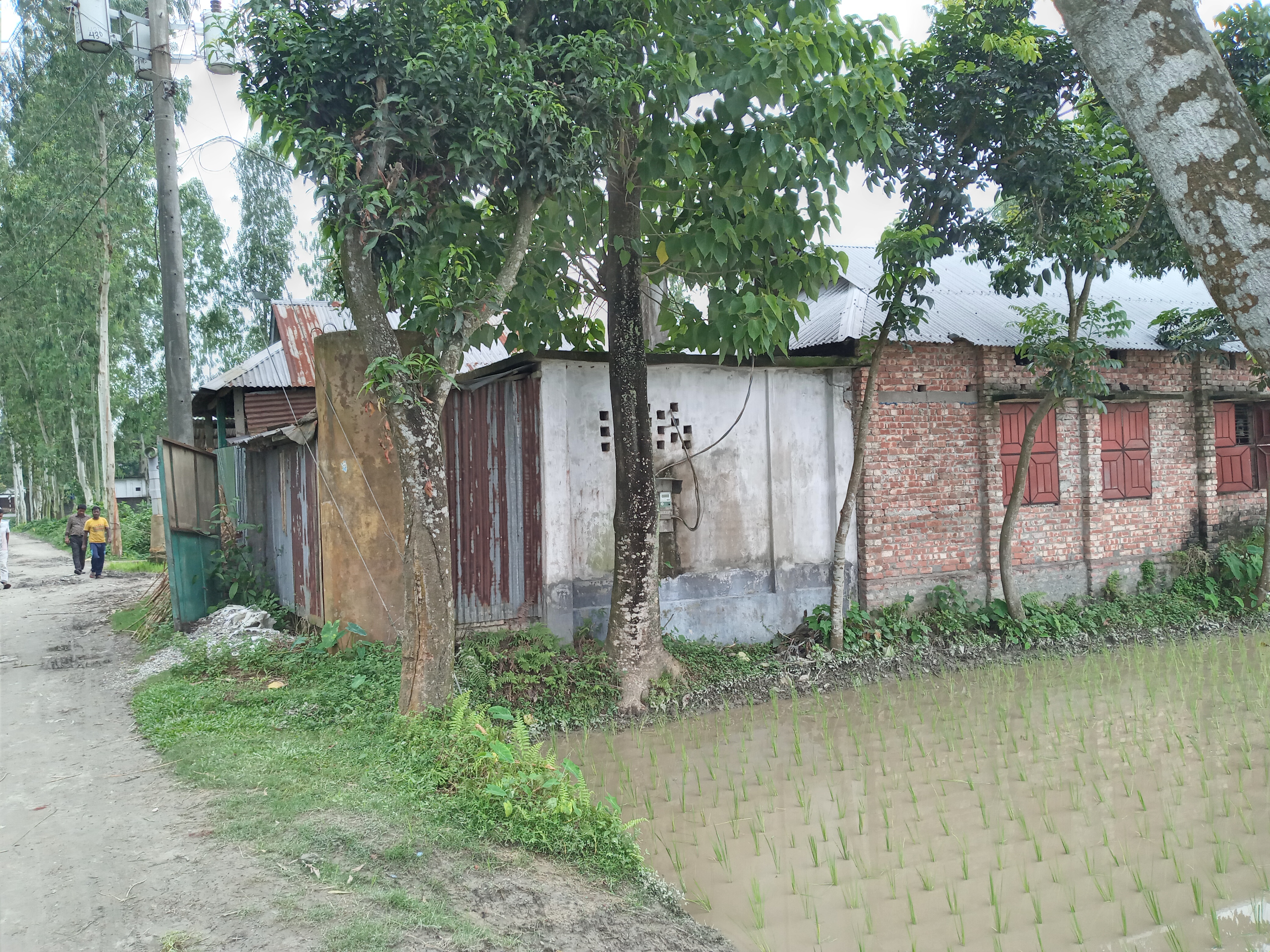 পলাশ বাড়ি গনকু