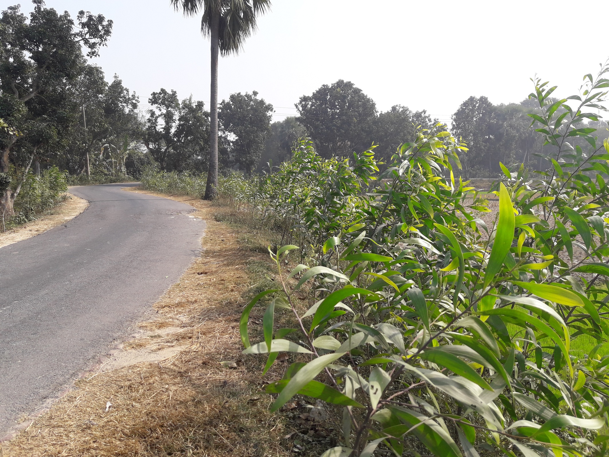 রাস্তার দুই ধারে বনায়ন