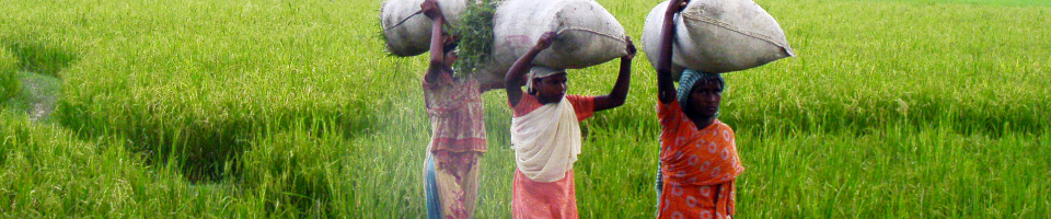 বিএমডিএ