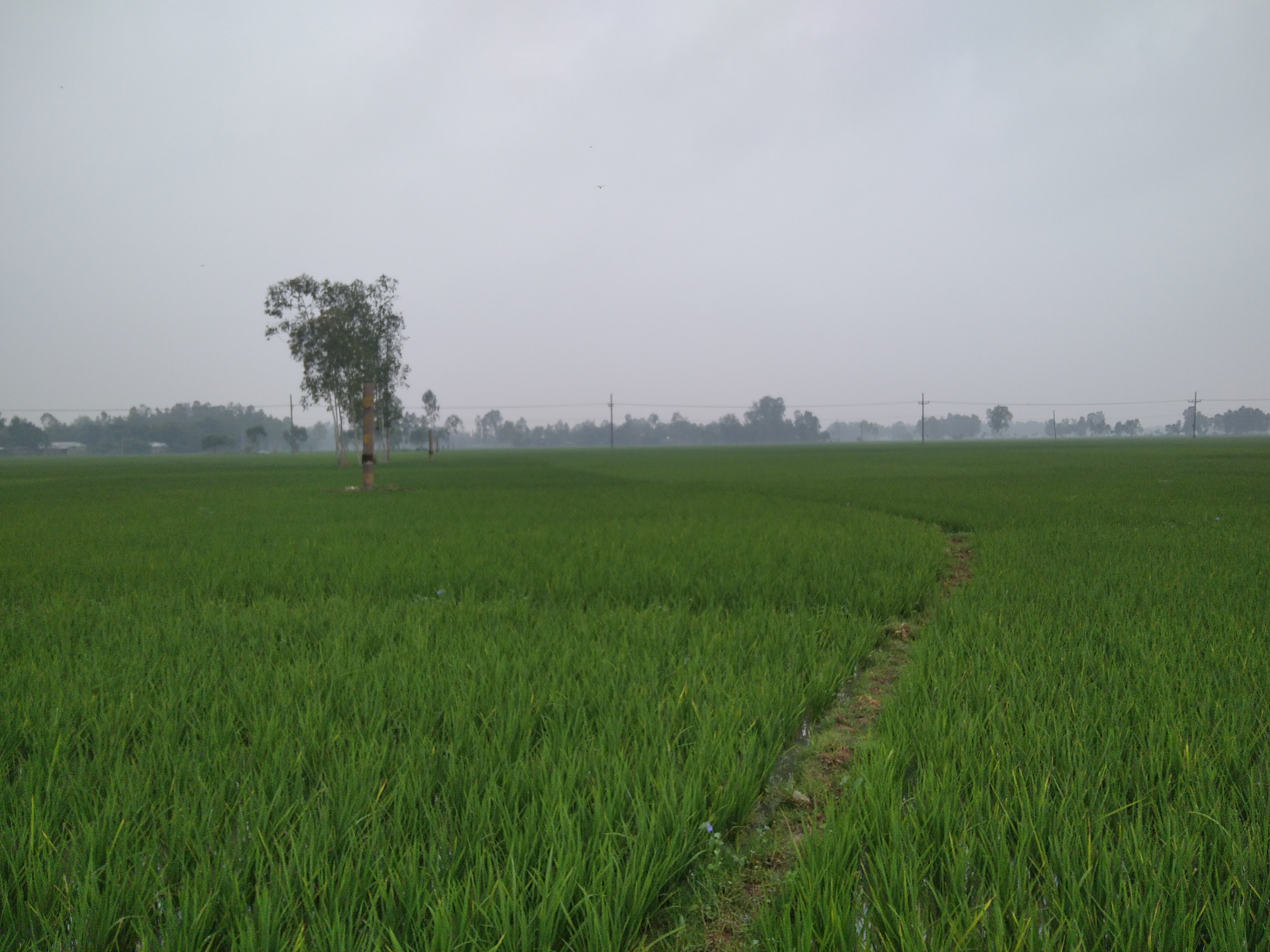 ধানের মাঠ