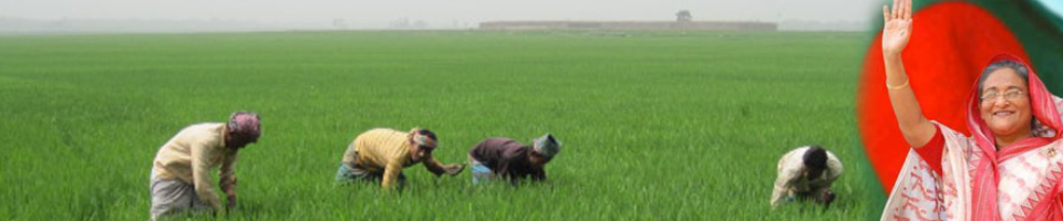 সবুজ মাঠ