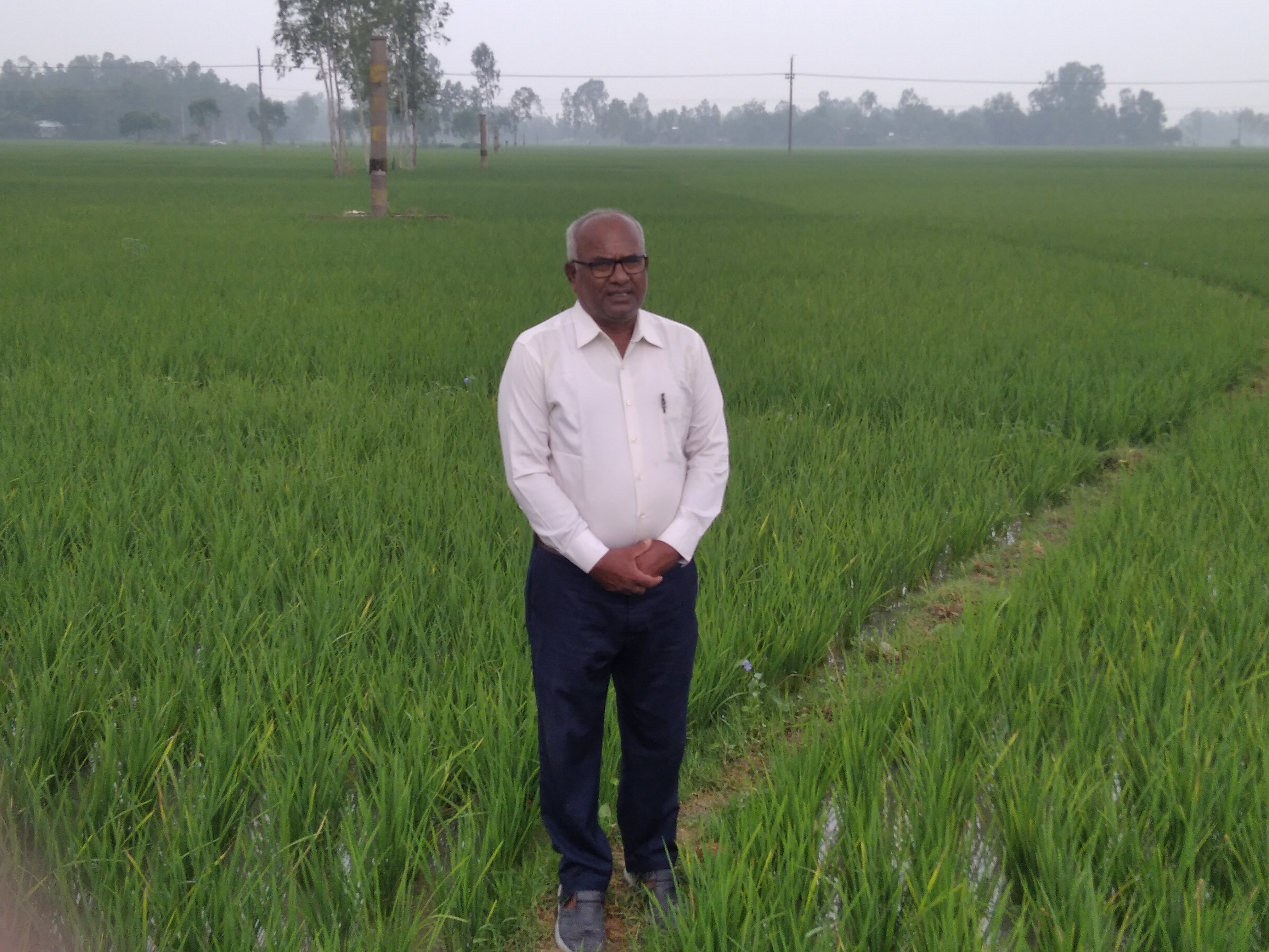 ধানের মাঠ