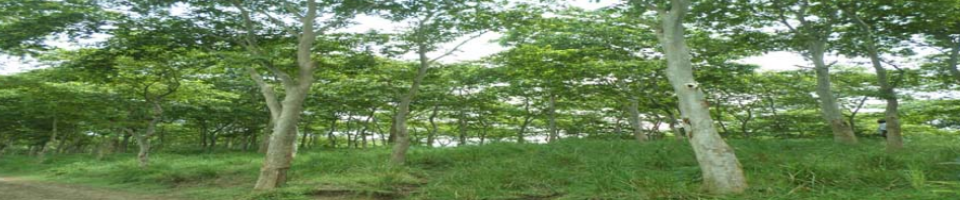 বনায়ন