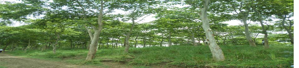 অর্জুন গাছ