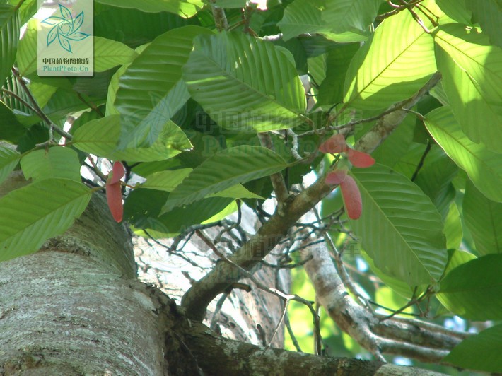 Dipterocarpus turbinatus Gaertn. f. - Garjan