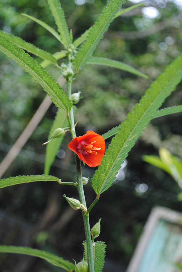 Pentapetes phoenicea L.