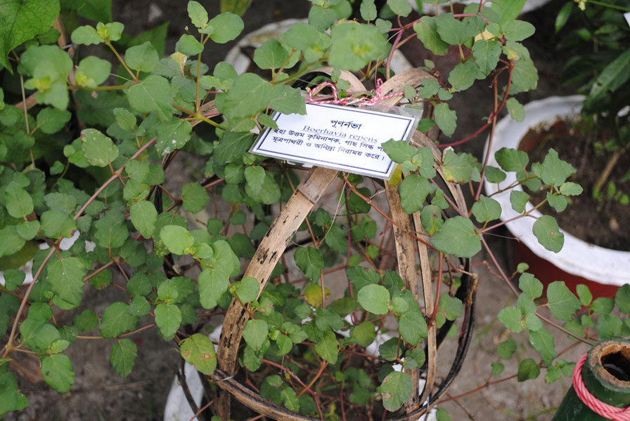 Boerhavia repens--L.