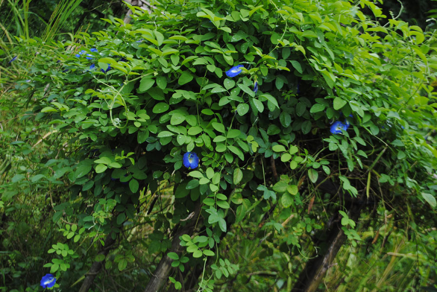 Clitoria ternatea L.
