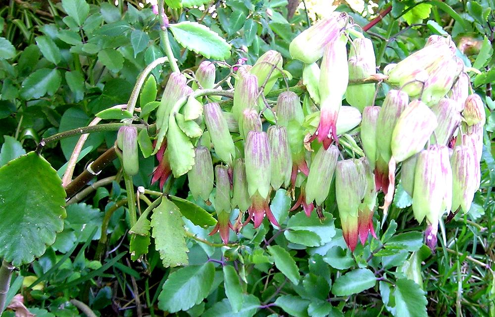 Kalanchoe pinnata (Lam.) pers. (2)