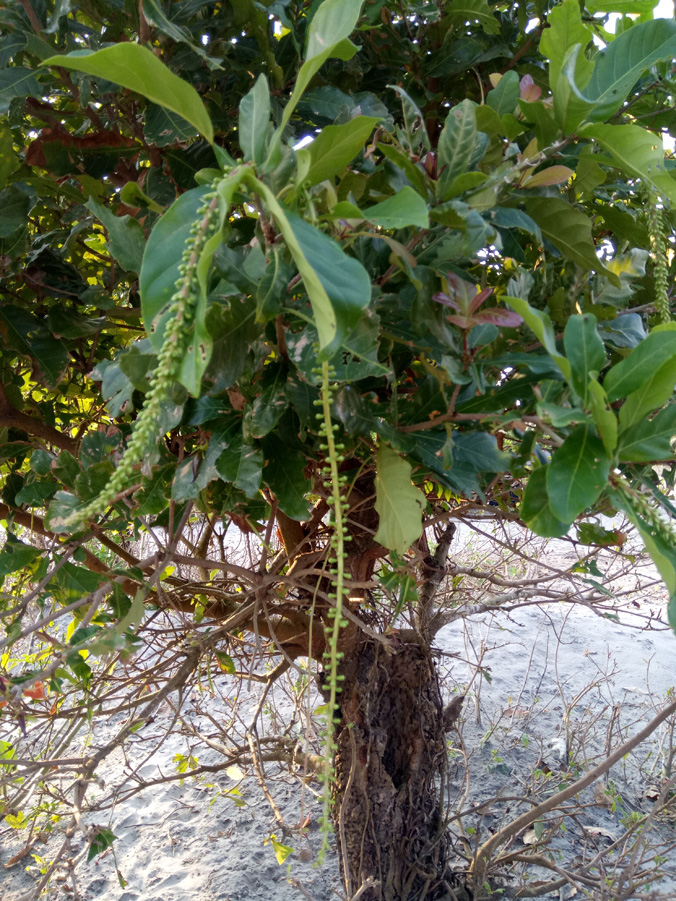 হিজল (Barringtonia acutangula)উদ্ভিদ, কুয়াকাটা সমুদ্র সৈকত, পটুয়াখালী