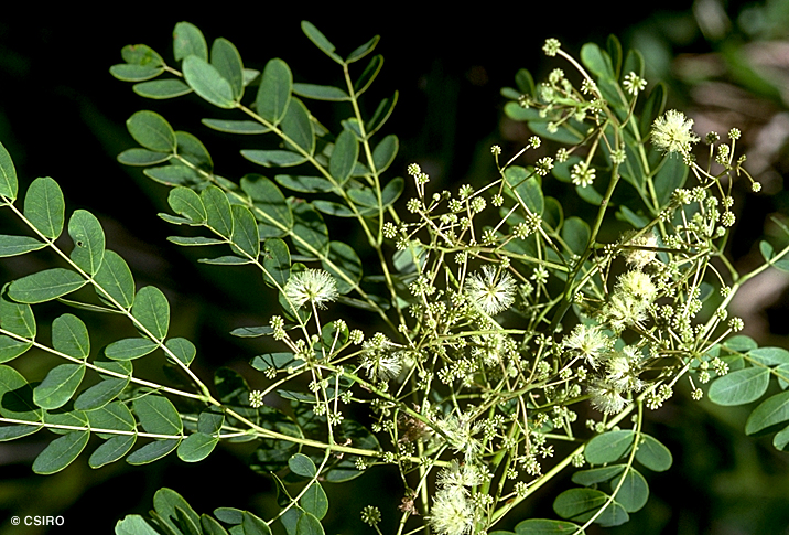Albizia precera Benth. -Sada Siris