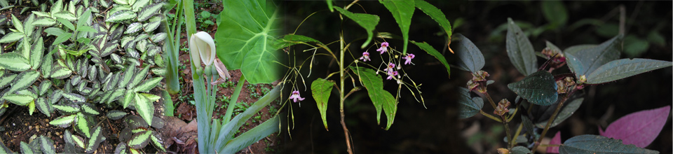 ব্যানার৬