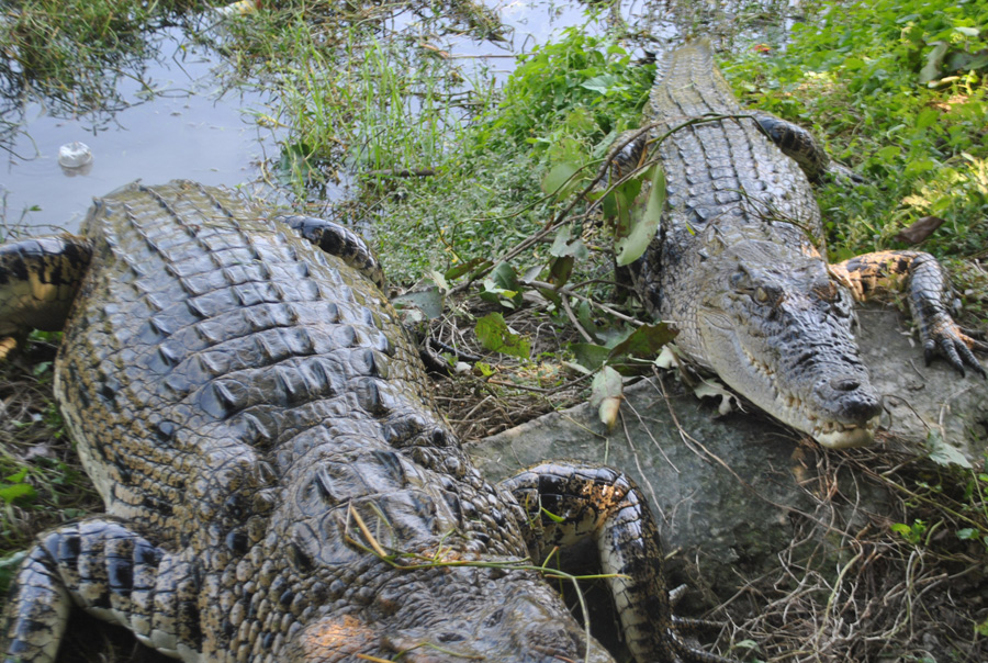 কুমির প্রজনন কেন্দ্র, টেংরাগিরি অভয়ারণ্য, বরগুনা।