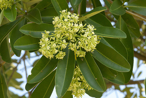 Alstonia schlolaris R. Br.-Chatim
