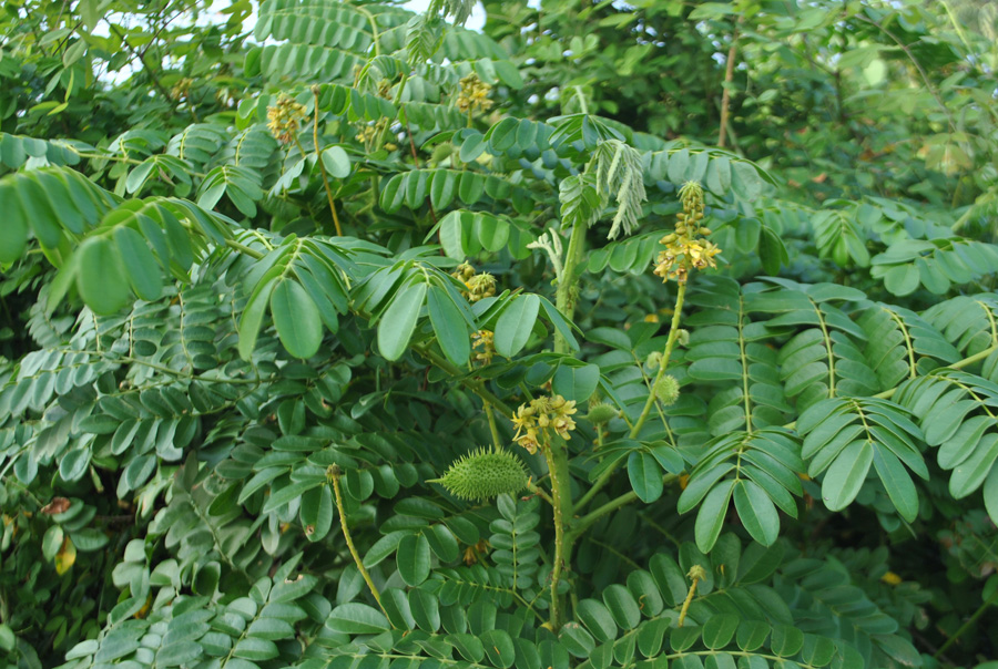 নাটা(Caesalpinia bonduc)উদ্ভিদ, প্রাকৃতিক আবাসস্থল, কুয়াকাটা সমুদ্র সৈকত, পটুয়াখালী