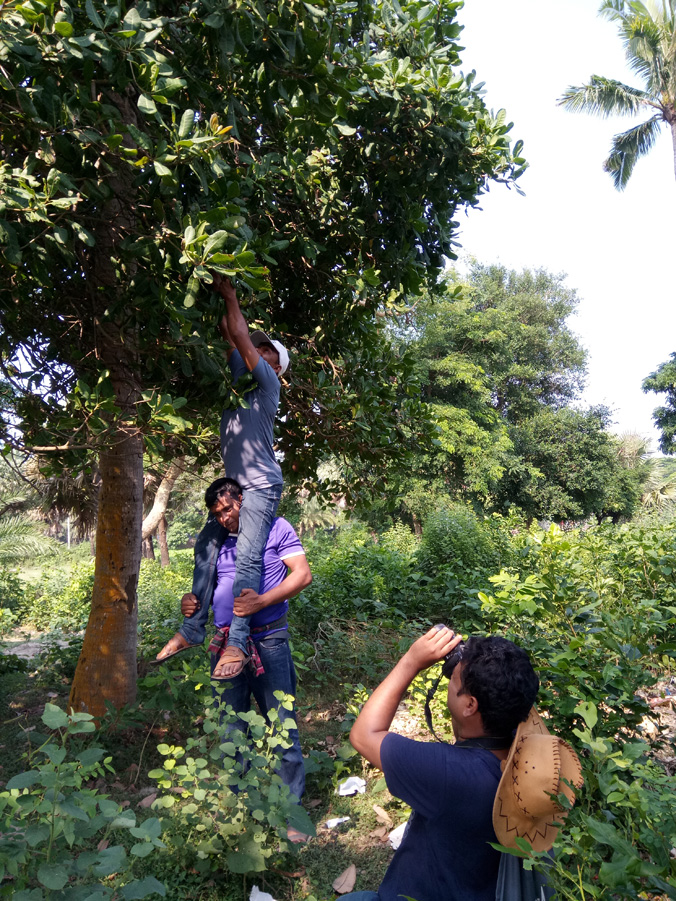 উঁচু বৃক্ষ হতে উদ্ভিদ নমুনা সংগ্রহ, কুয়াকাটা সমুদ্র সৈকত,পটুয়াখালী