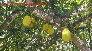 Artocarpus heterophyllus Lamk. -Katal