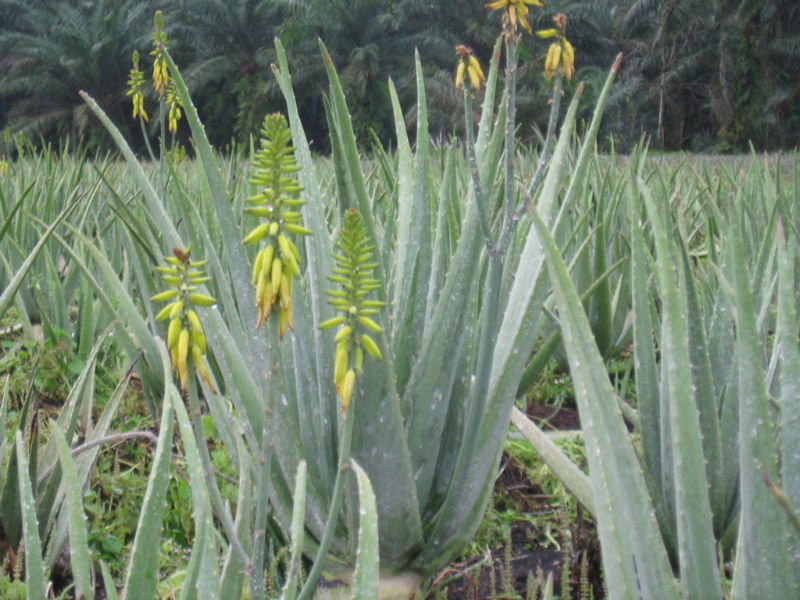 Aloe vera (L.) Burm. f.