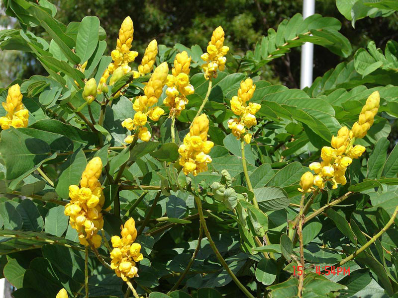 Senna alata (L.) Roxb.